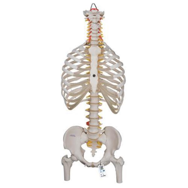 3B Scientific Classic Flexible Spine with - w/ 3B Smart Anatomy 1000120